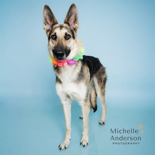 NINA - German Shepherd Dog for adoption in Corona
