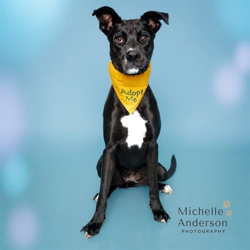 LAYLA - Labrador Retriever / Staffordshire Bull Terrier for adoption in Corona