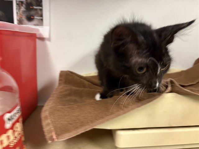 A162458 - Domestic Medium Hair available for adoption