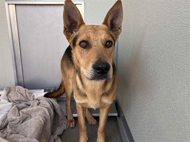 CHARLIE - German Shepherd Dog available for adoption