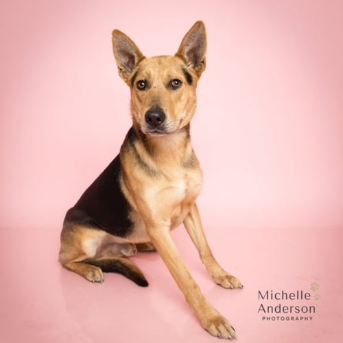 CHARLIE - German Shepherd Dog available for adoption