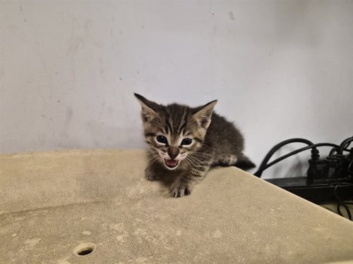 A163343 - Domestic Short Hair for adoption in Irvine