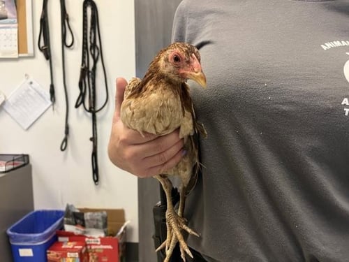 A165744 - Chicken available for adoption