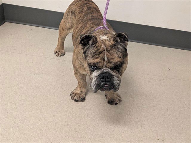 BRONCO - English Bulldog available for adoption