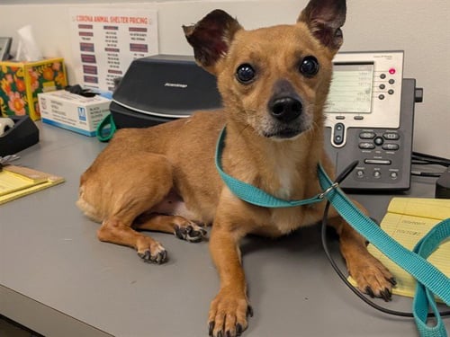 STEVEN - Chihuahua available for adoption