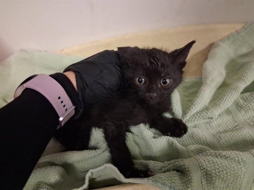 A163789 - Domestic Short Hair available for adoption