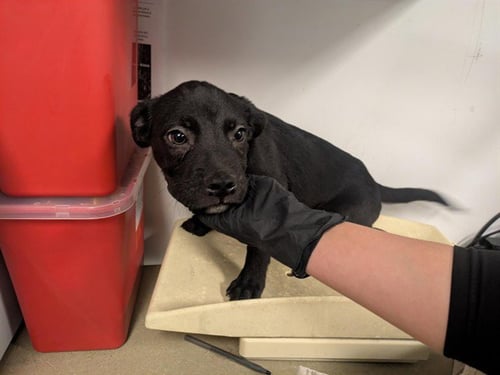 A163175 - Labrador Retriever available for adoption