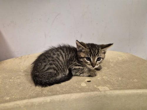 A163842 - Domestic Short Hair available for adoption