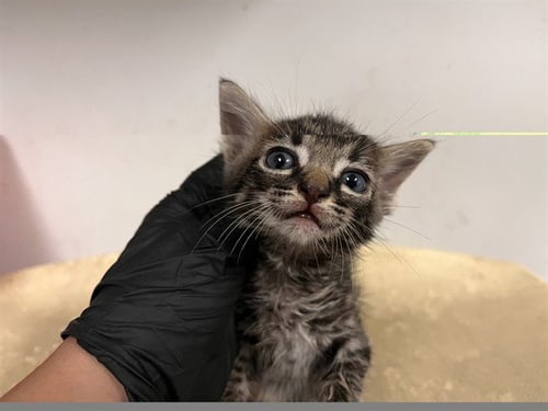 A165453 - Domestic Short Hair available for adoption