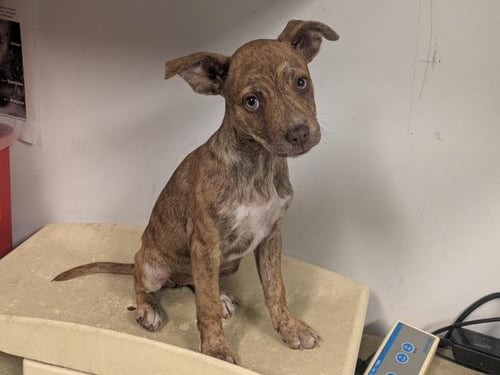 A163412 - Pit Bull Terrier available for adoption