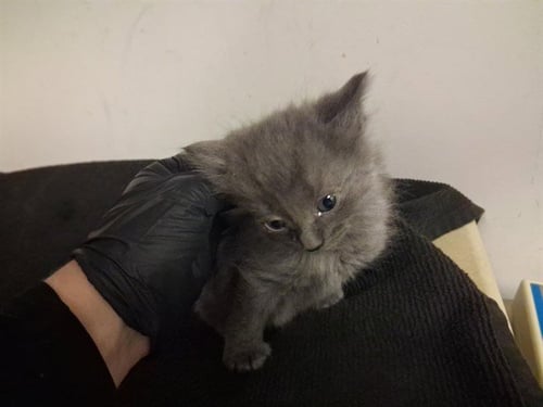 A164200 - Domestic Long Hair available for adoption