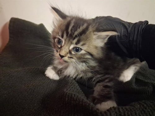 A164198 - Domestic Long Hair available for adoption