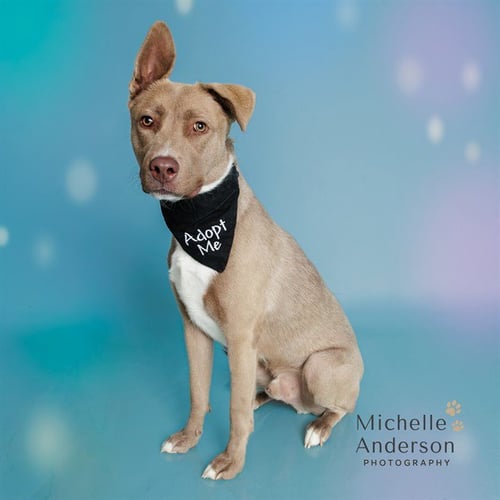 KODIAK - Siberian Husky / Pit Bull Terrier for adoption in Corona