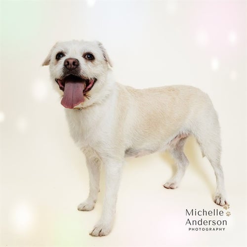 WINONA - Terrier for adoption in Corona