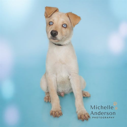 A164564 - German Shepherd Dog available for adoption