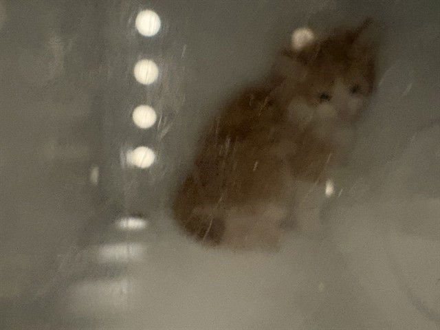 A162521 - Domestic Long Hair available for adoption