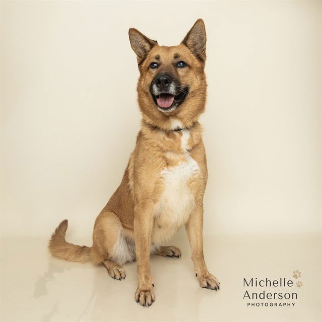 FAITH - German Shepherd Dog / Husky available for adoption