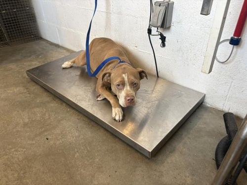 PHOEBE - Pit Bull Terrier available for adoption