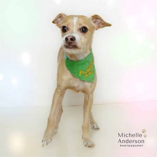 WOODY - Terrier available for adoption