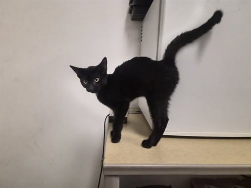 A165387 - Domestic Short Hair available for adoption
