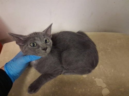 A164638 - Domestic Short Hair available for adoption