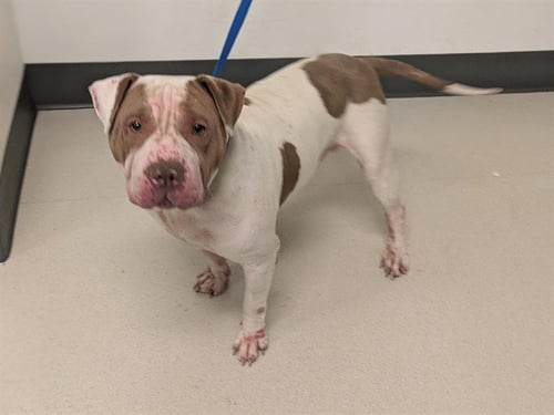 JAVA - Pit Bull Terrier available for adoption