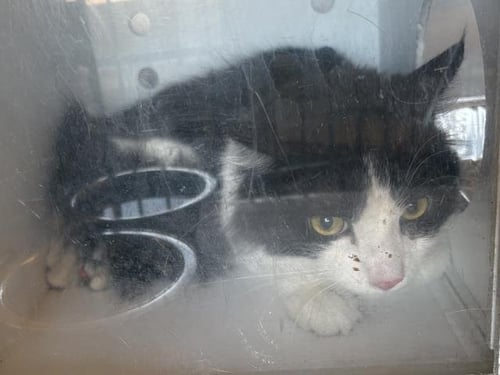 A164901 - Domestic Long Hair available for adoption