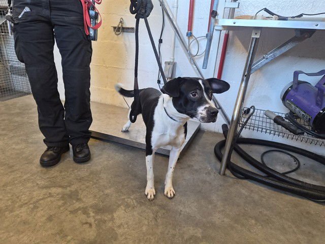 DUFFY - Staffordshire Bull Terrier available for adoption