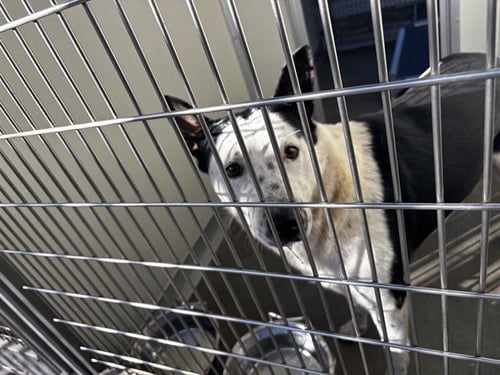 A165357 - Australian Cattle Dog/Blue Heeler available for adoption
