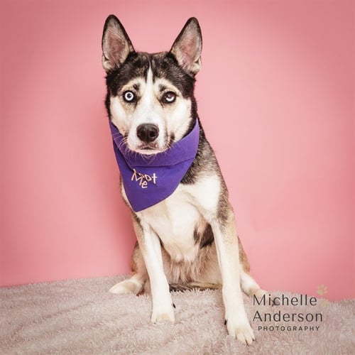 SASHA - Siberian Husky available for adoption