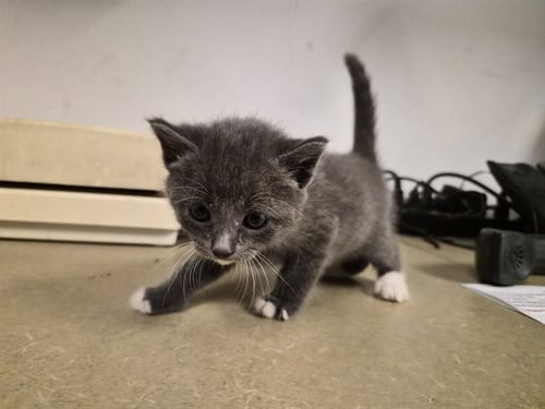 A163543 - Domestic Short Hair available for adoption