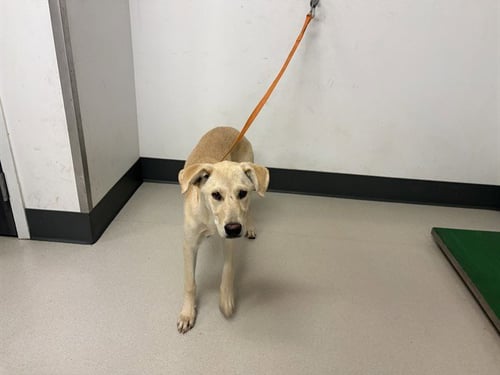 CADENCE - Labrador Retriever available for adoption
