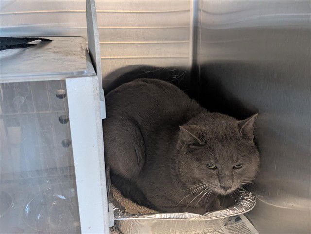 A162516 - Domestic Short Hair available for adoption