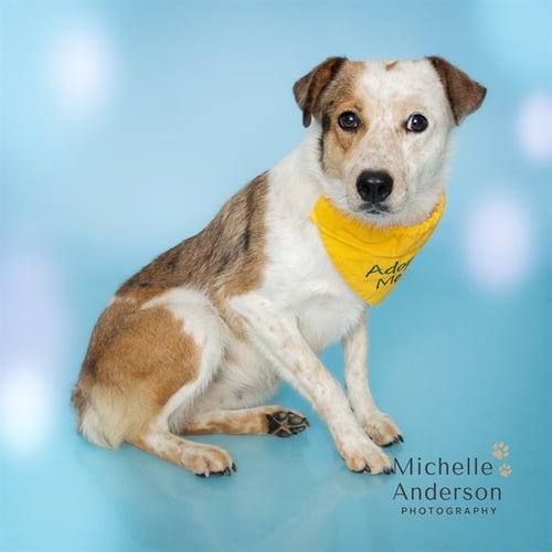 STELLA - Australian Cattle Dog/Blue Heeler available for adoption