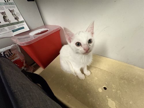A164647 - Domestic Short Hair available for adoption