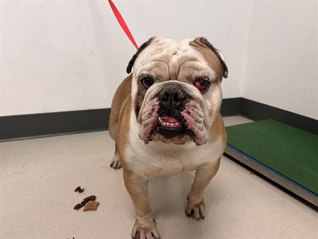 MUDDY - Bulldog available for adoption
