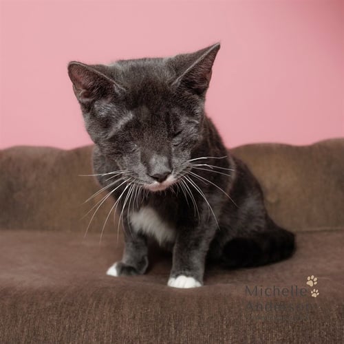 A163895 - Domestic Short Hair available for adoption