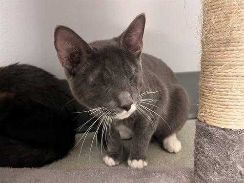 A163895 - Domestic Short Hair available for adoption