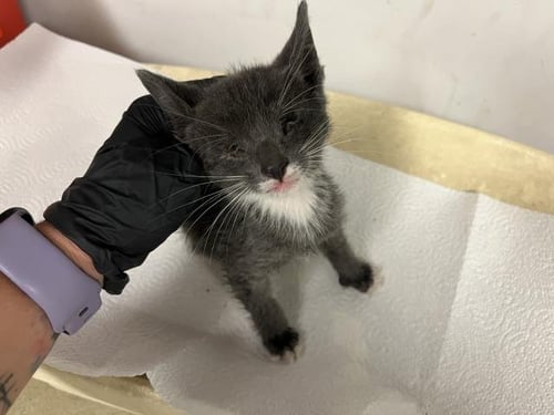 A163895 - Domestic Short Hair available for adoption