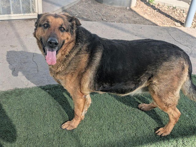 BERTHA - German Shepherd Dog available for adoption