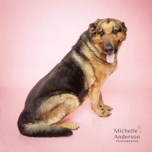 BERTHA - German Shepherd Dog available for adoption