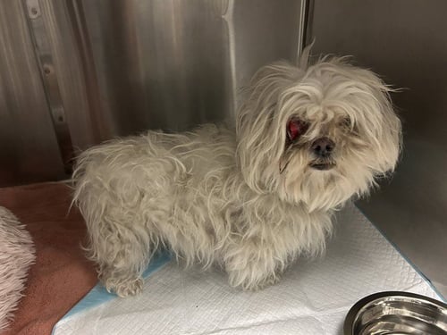 DAISY - Maltese / Poodle (Toy) available for adoption