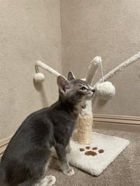 DUSTY - Photo 1
