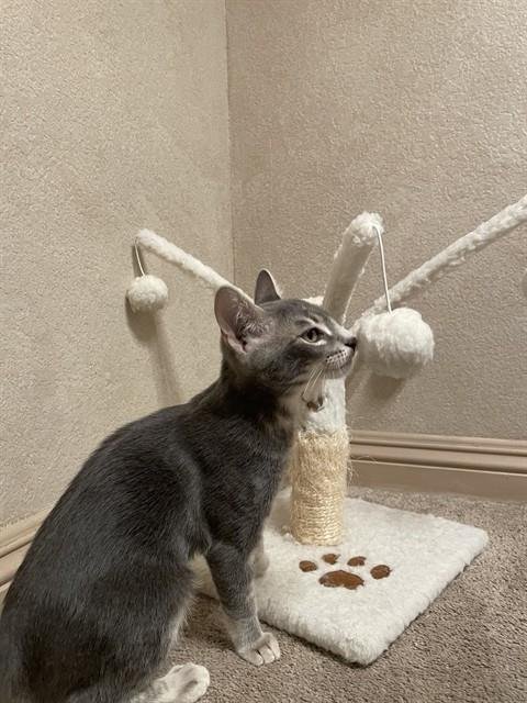 DUSTY - Domestic Short Hair available for adoption