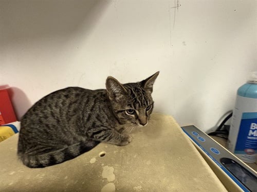 A165156 - Domestic Short Hair available for adoption