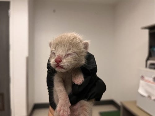 A163266 - Domestic Short Hair for adoption in Irvine