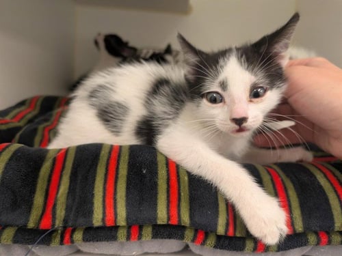 A163278 - Domestic Short Hair for adoption in Irvine