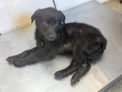 ROCKY - Terrier available for adoption