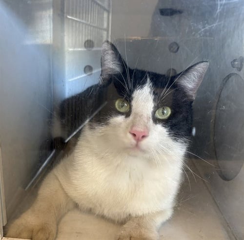 A163460 - Domestic Short Hair available for adoption