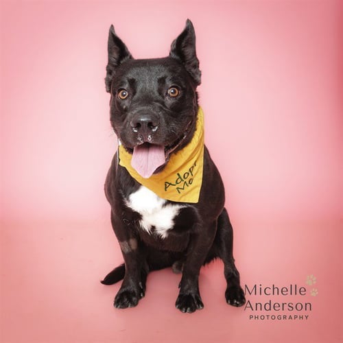 TIME - Labrador Retriever available for adoption